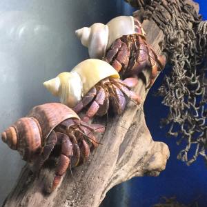 11816046_10155925828055154_2096272217_n