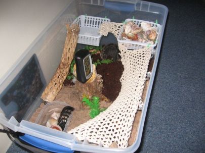Image from {http://petdiys.com/diy-hermit-crab-habitat/}