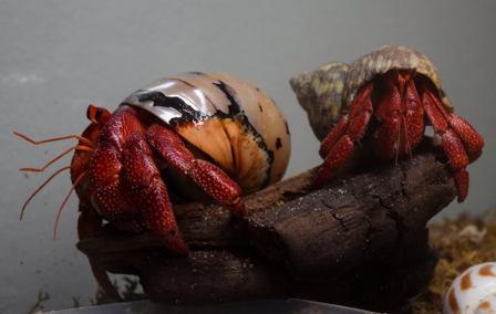 10563215_10154903783445154_1732267516374532324_n