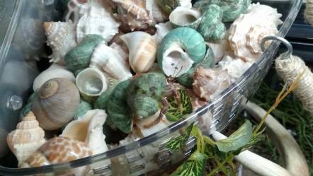 11140009_927954133927993_3925950131253356604_n