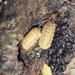 11903356_1073436736008068_650394287_n