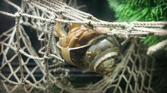 11903488_10103531782780958_1371954271_n