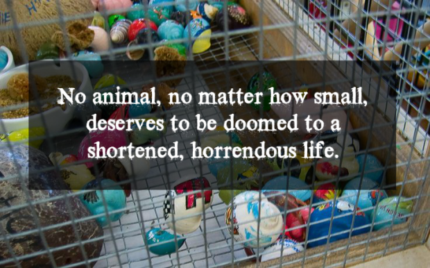 e8e06098f06734284d21b7bc8db41e74